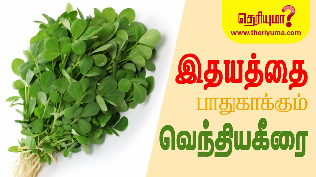 fenugreek-leaves-uses-in-tamil