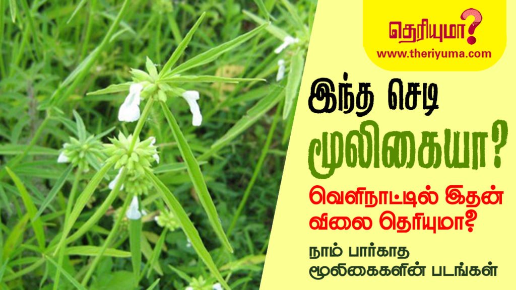 Herbal medicine is the study of botany and the use of medicinal plants.