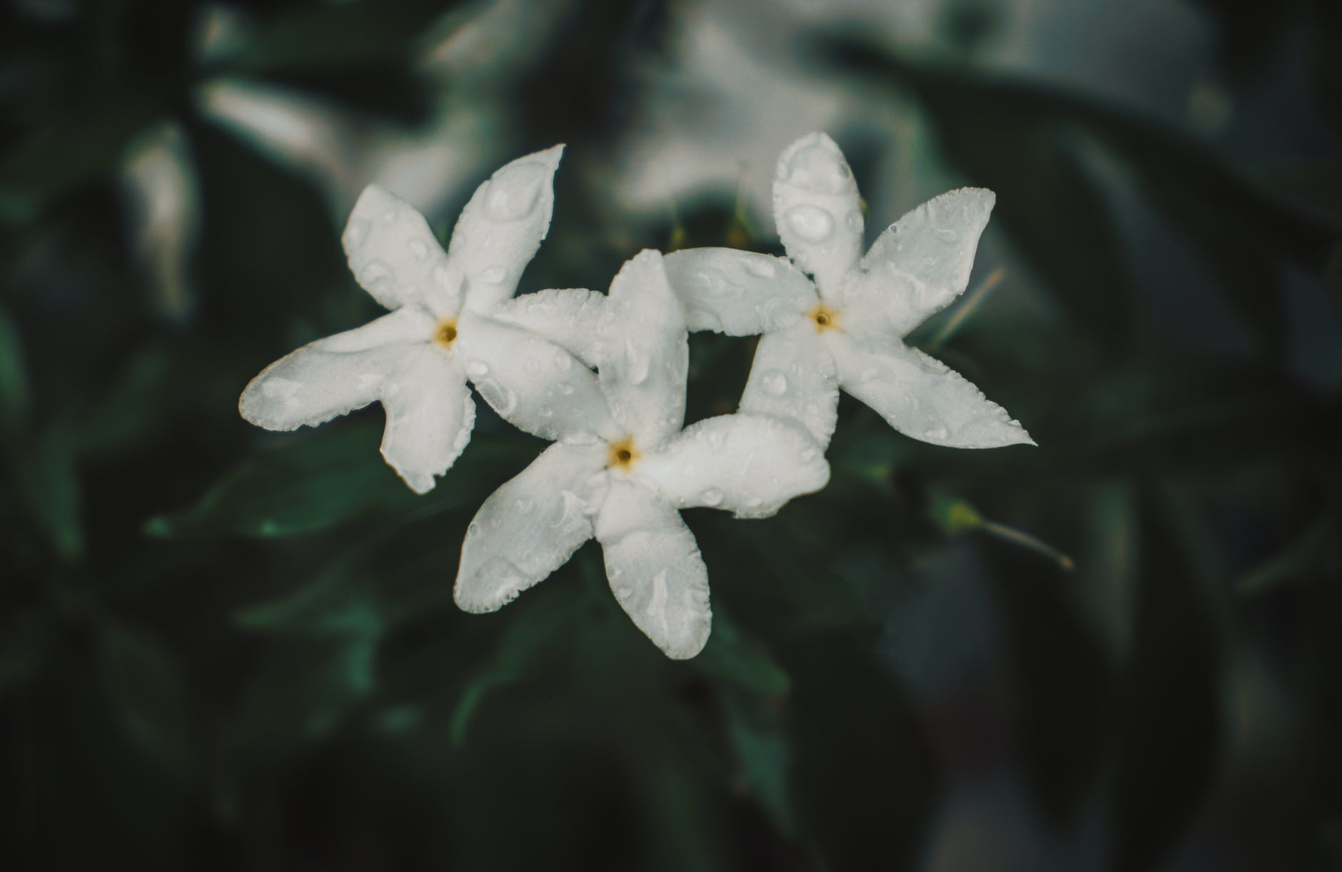 a close up shot of white jasmine flowers