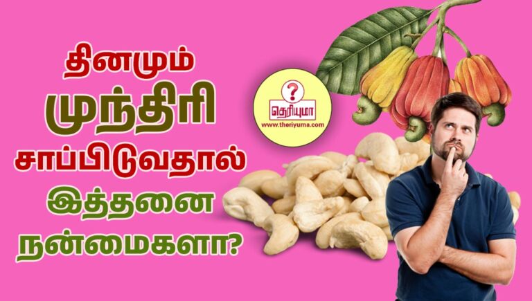 cashew in tamil, cashew nuts in tamil, munthiri benefits in tamil, munthiri in tamil, munthiri paruppu, munthiri paruppu 1 kg price, munthiri paruppu 1kg price in tamilnadu, pista benefits in tamil, pistachio benefits in tamil, சாரப்பருப்பு விலை, பாதாம் பருப்பு ஆண்மை, பாதாம் பருப்பு விலை, பிஸ்தா பருப்பு விலை, முந்திரி பருப்பு, முந்திரி பருப்பு இன்றைய விலை 2021, முந்திரி பருப்பு நன்மைகள், முந்திரி பருப்பு விலை, முந்திரி பழம் தீமைகள், முந்திரிப் பருப்பு, வால்நட் ஆண்மை